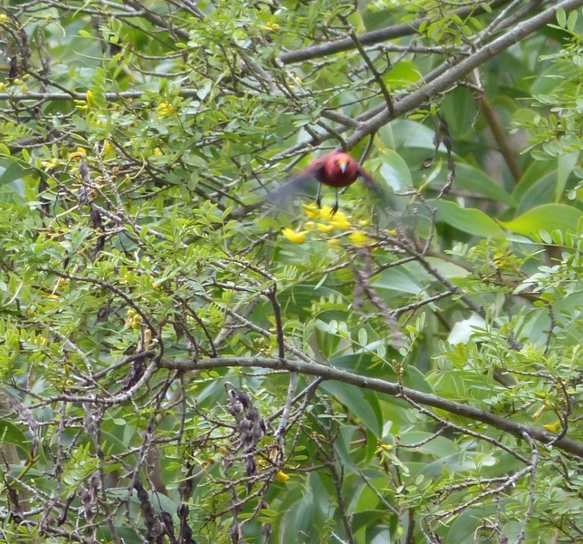 When the 'Apapane fly from tree to tree, their wings make a distinctive whirring sound, almost like a singing purr. Photo taken at Kipukapuaulu (Bird Park), 25 January 2016. 'Apapane